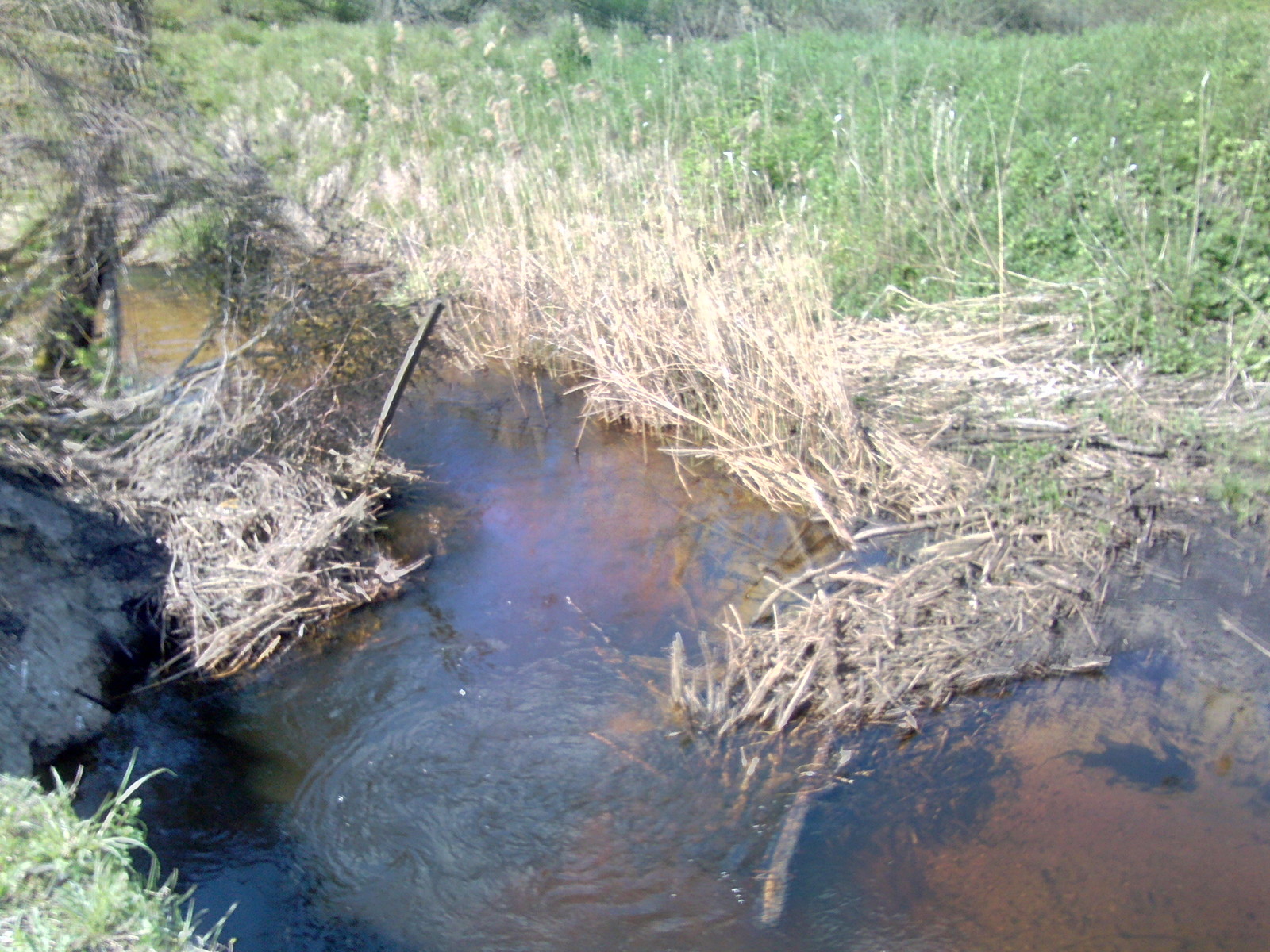 A few beaver dams. - My, Beavers, Nature, The photo, Longpost, Republic of Belarus