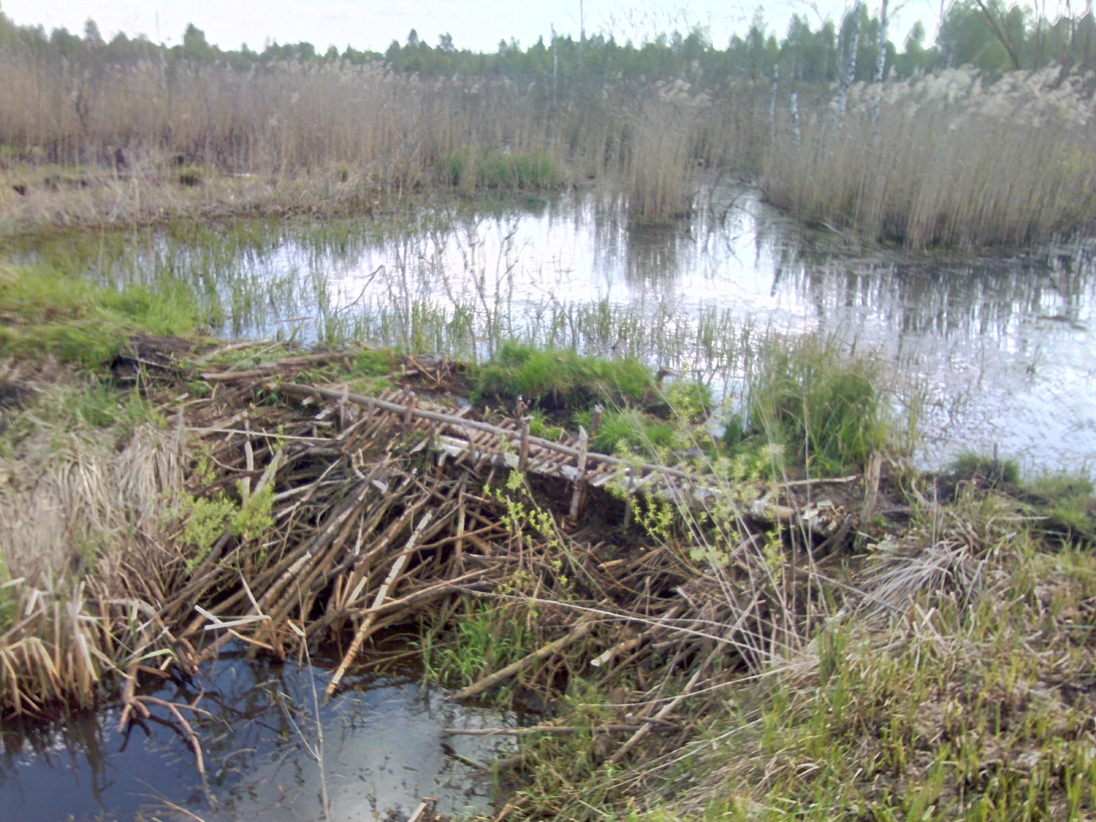 A few beaver dams. - My, Beavers, Nature, The photo, Longpost, Republic of Belarus