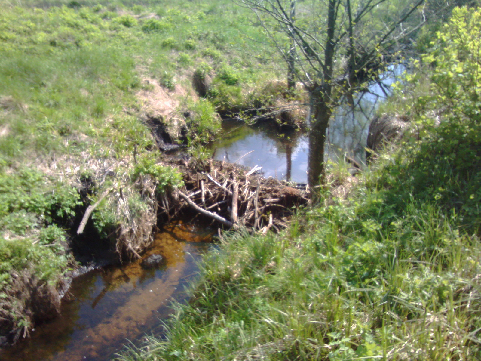 A few beaver dams. - My, Beavers, Nature, The photo, Longpost, Republic of Belarus