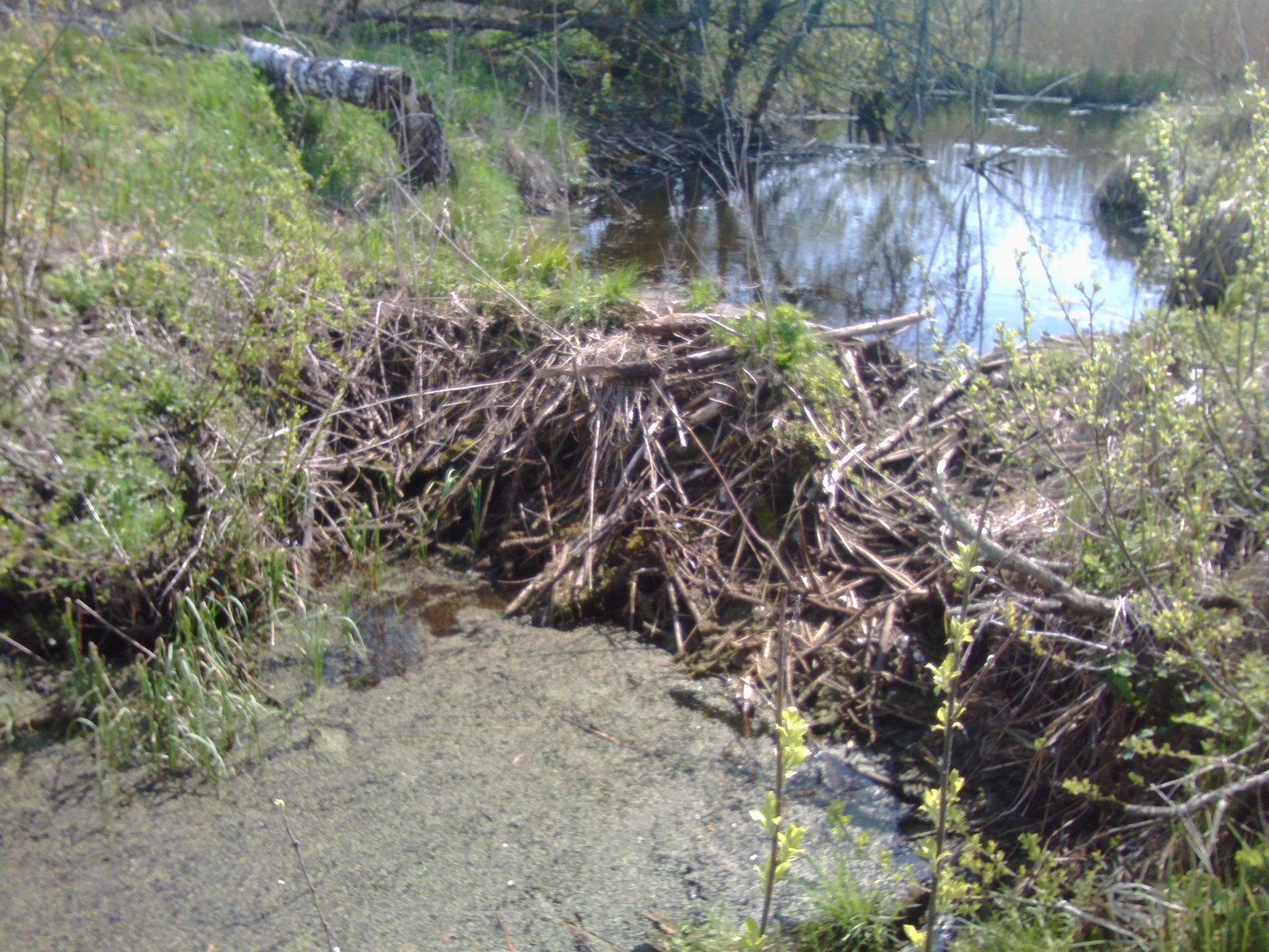 A few beaver dams. - My, Beavers, Nature, The photo, Longpost, Republic of Belarus