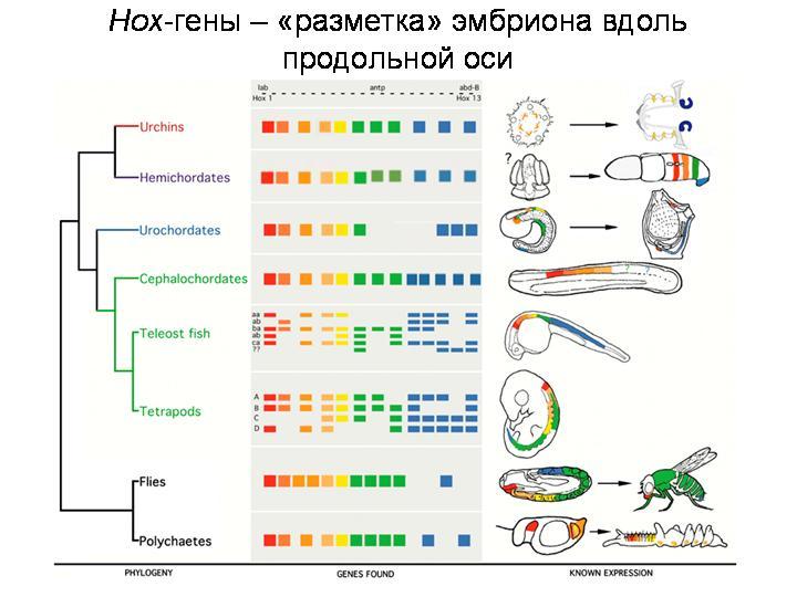 Evolutionary Legacy #3 - The science, Biology, Evolution, Evolution theory, Ontogenesis, A fish, , Longpost