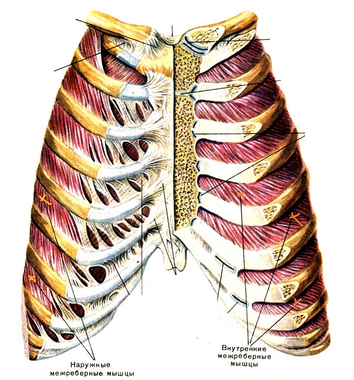 Breath. Physiology. Mechanics. What is it and how does it work? Part 1. - My, Breath, Physiology, , Lung, Longpost, Ventilation, 