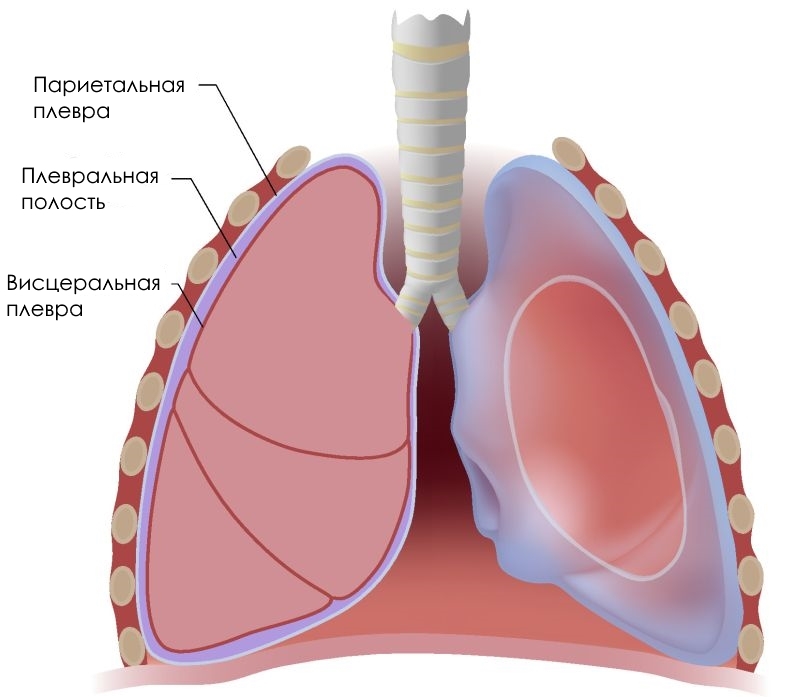 Breath. Physiology. Mechanics. What is it and how does it work? Part 1. - My, Breath, Physiology, , Lung, Longpost, Ventilation, 