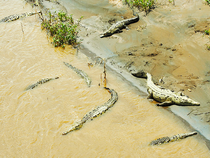 In Zimbabwe, a water-walking pastor was eaten by crocodiles, leaving only his underwear and sandals - The power of faith, Walking on water, , Crocodile, Crocodiles