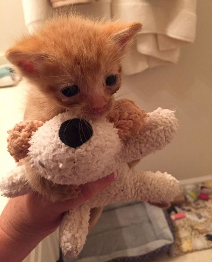 Mom-cat, who lost her kittens, adopted a ginger orphan kitten) - cat, Kindness, GIF, Longpost