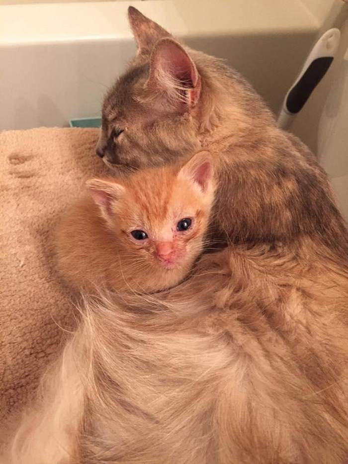 Mom-cat, who lost her kittens, adopted a ginger orphan kitten) - cat, Kindness, GIF, Longpost