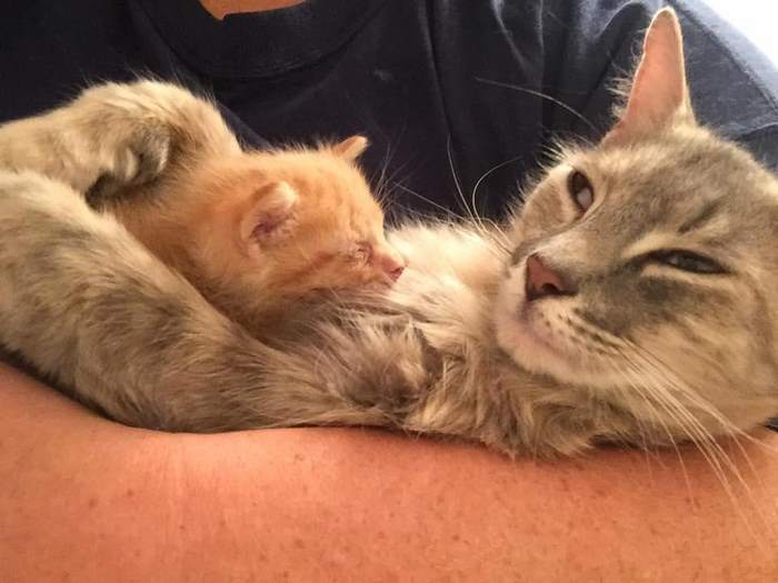 Mom-cat, who lost her kittens, adopted a ginger orphan kitten) - cat, Kindness, GIF, Longpost