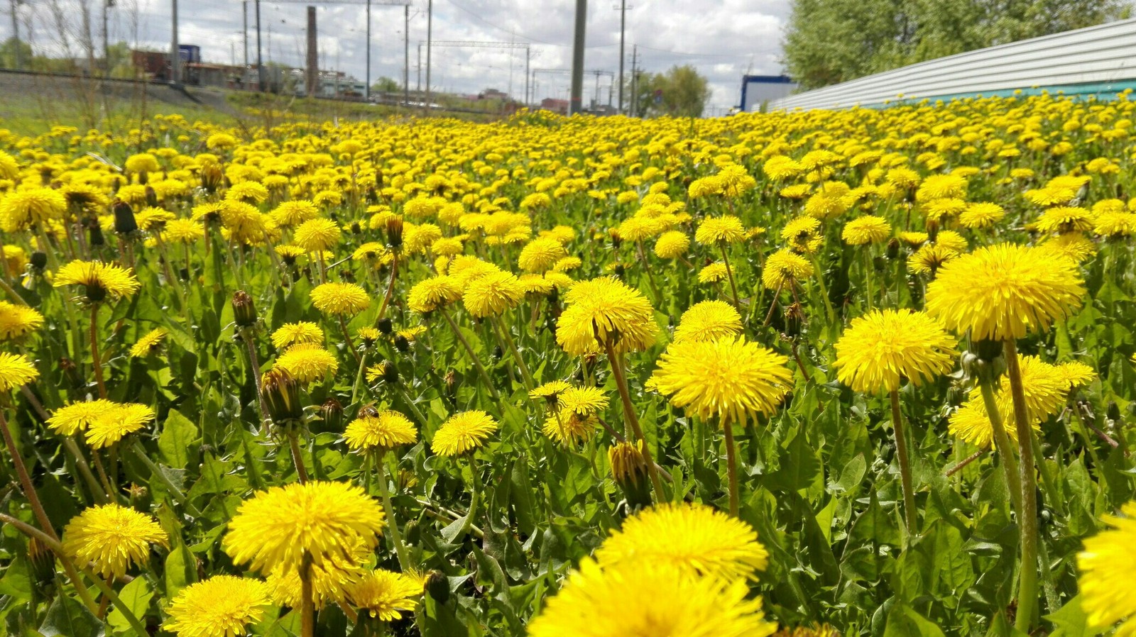 More dandelions - My, Dandelion, My