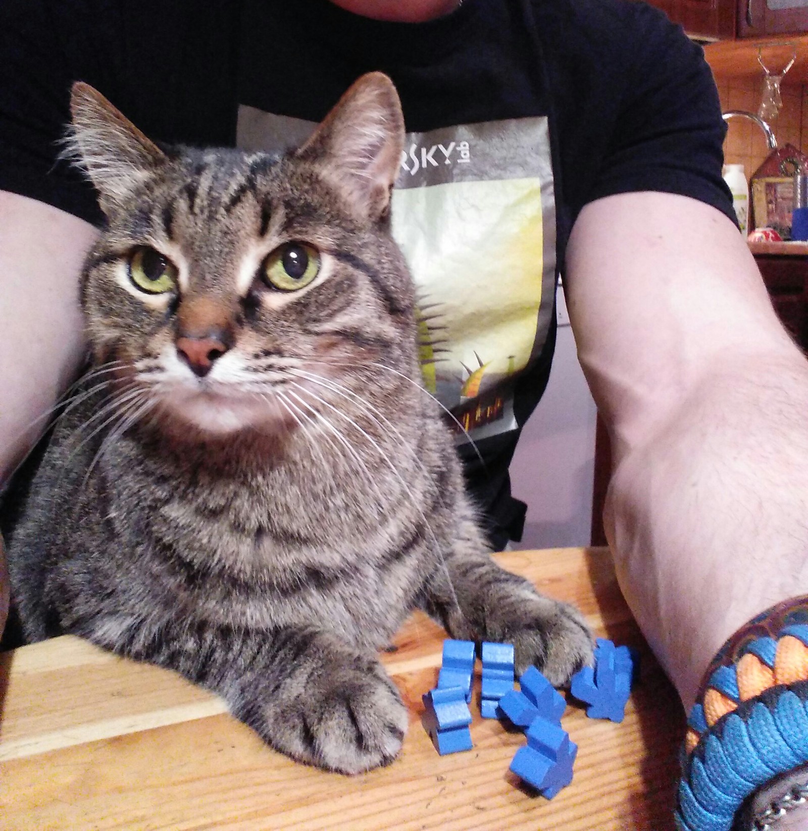 How the cat played Carcassonne. - My, cat, Board games, Carcassonne