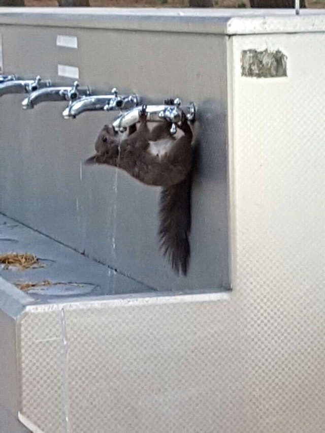 squirrel hair drinking water - Wool, Water, Пьянство, Alcoholism