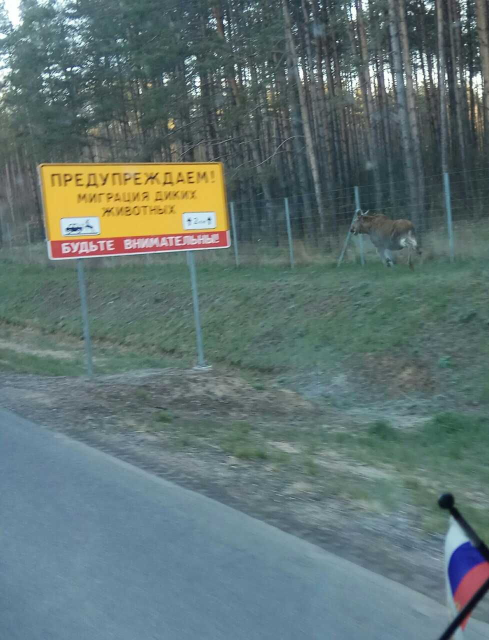 Be careful. - Signs, Deer, Danger, Coincidence, Elk, Deer