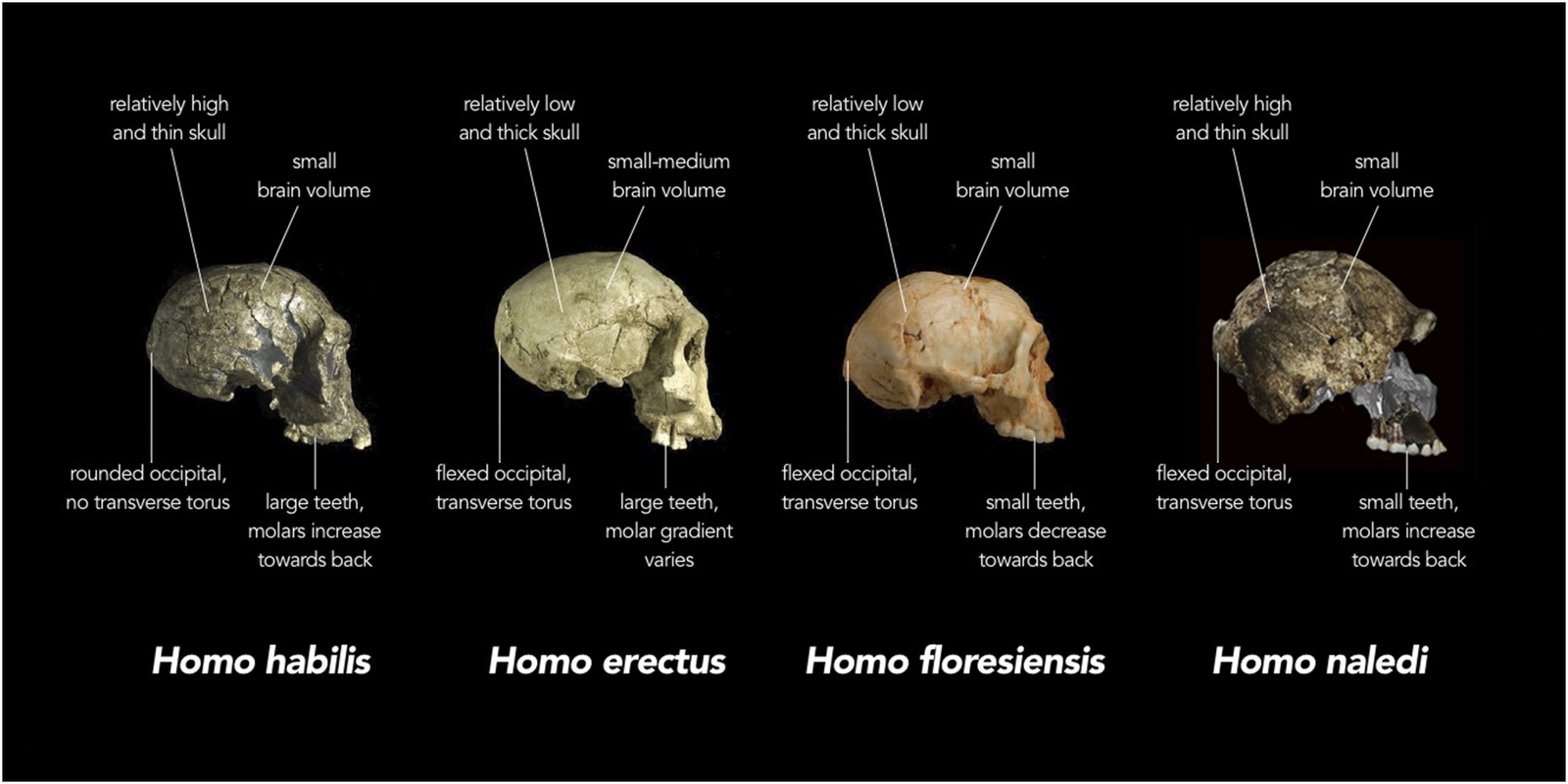 Леседи – новые наледи - Антропогенез, Антропогенез ру, Homo naledi, Ли Бергер, Наука, Длиннопост