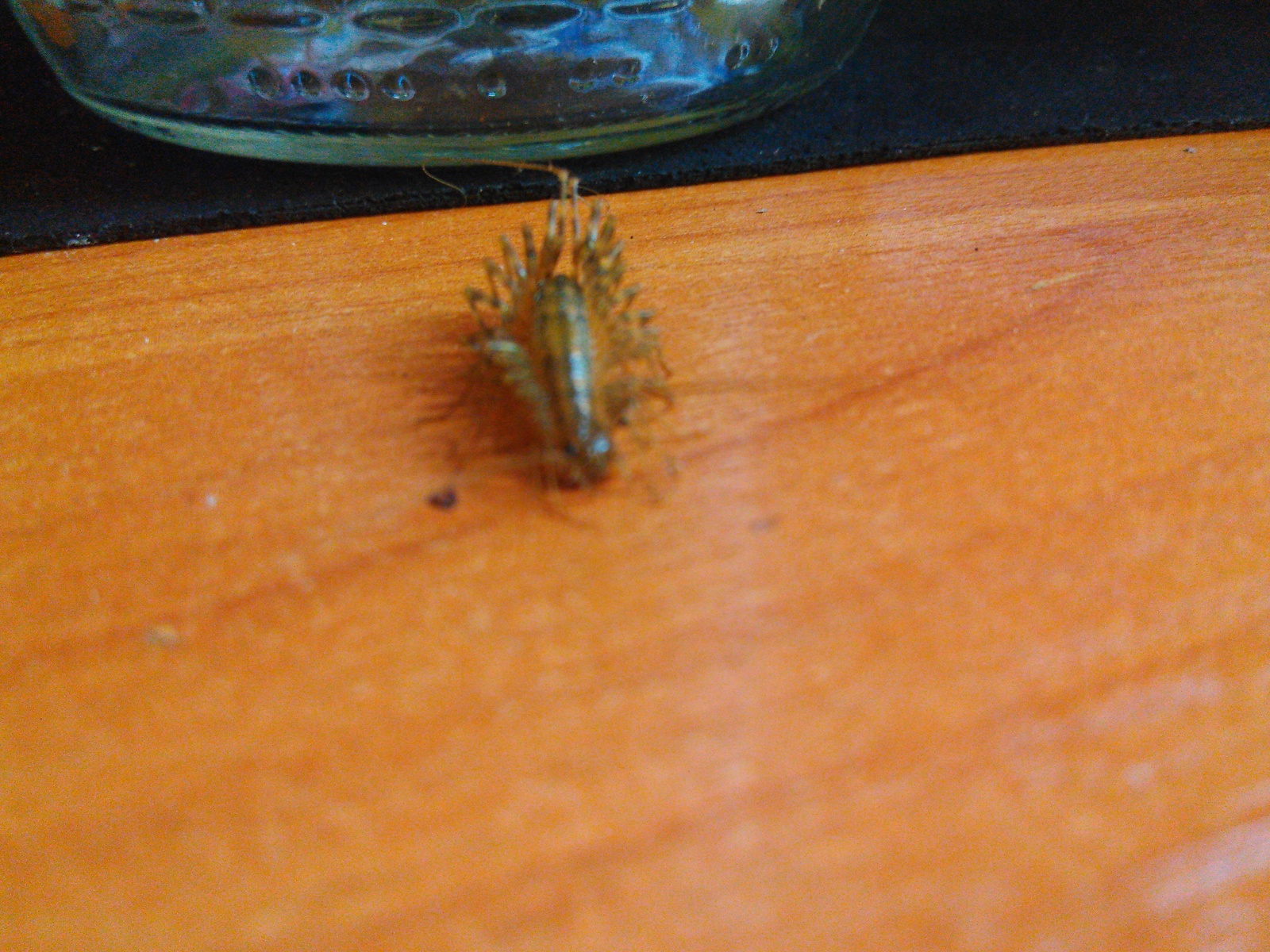 Who is this? The Zerg are attacking. - My, Zerg, Insects, Longpost