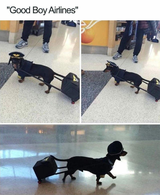 Good boy - Dog, The airport, Good boy