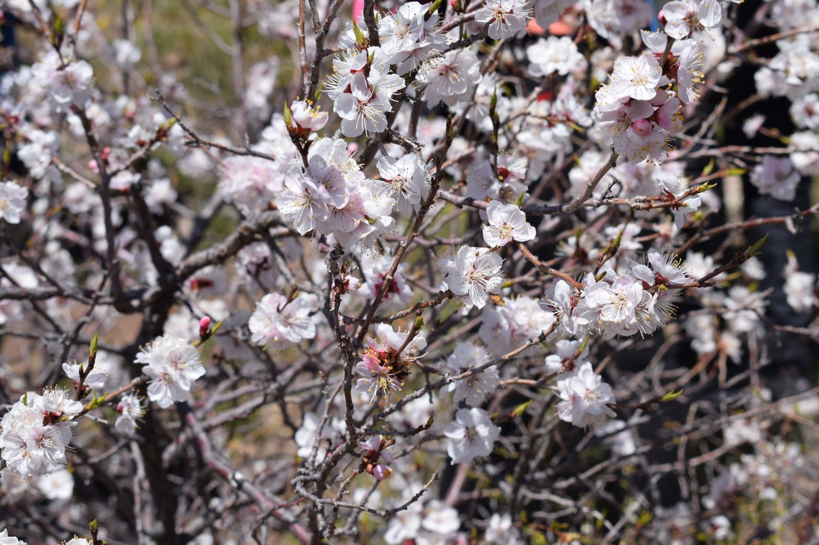 Merkit fortress - My, Buryatia, Hiking, , Tracking, Apricot, Longpost