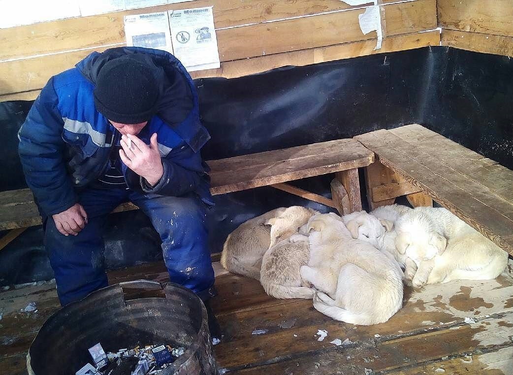 Drilling smoking room on Yamal looks something like this - Yamal, Drilling, Dog, Spring, Oil, North