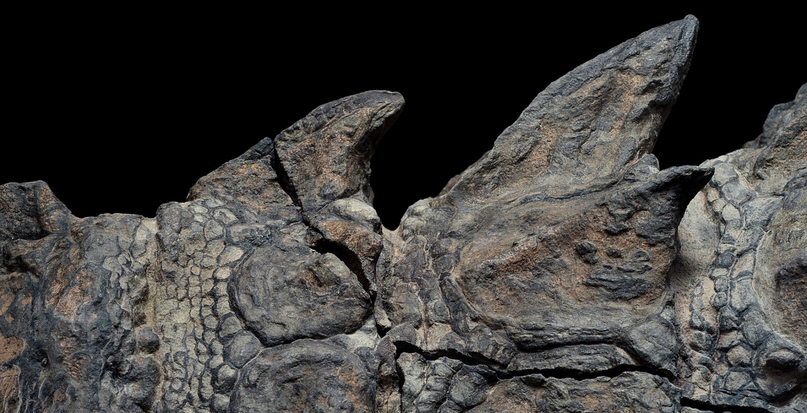 Well-preserved dinosaur shown in Canada - Paleontology, Dinosaurs, Find, Copy-paste, Longpost