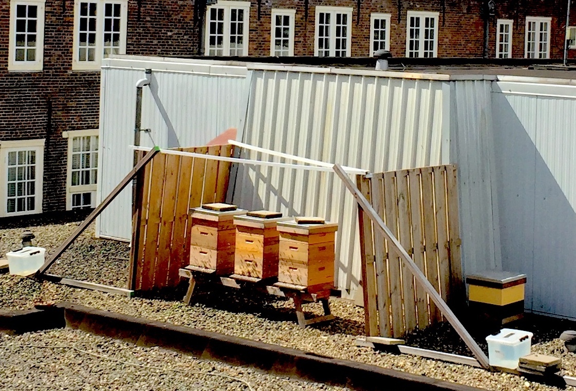 Just a beehive. - My, Amsterdam, Holland, Netherlands, Apiary, Bees, Hives, Hive, Honey, Netherlands (Holland)