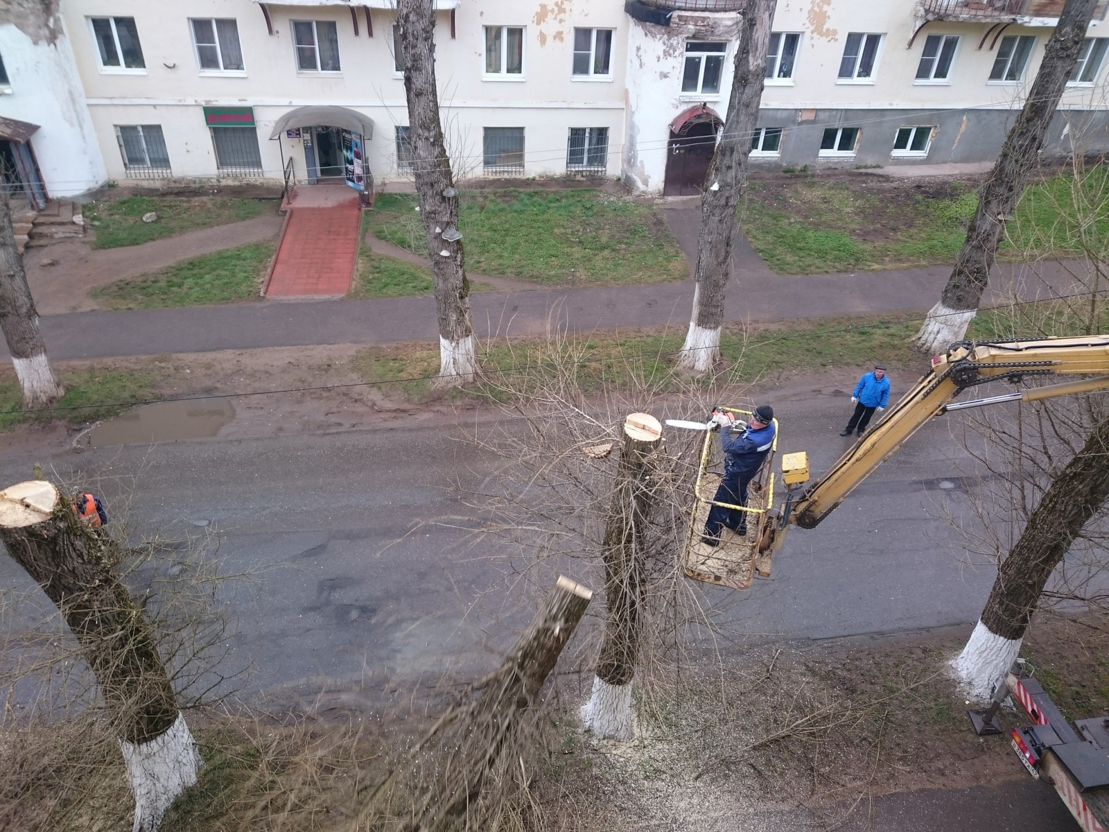 А у нас под окном. - Моё, Тополь, Кот, Пилят тополя, Длиннопост, Фото на тапок