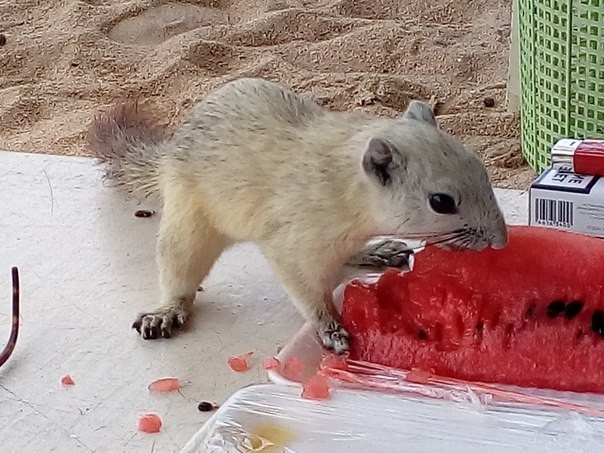 Thai squirrels. - My, Squirrel, Beach, , Longpost