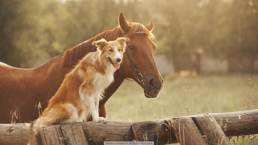 Friends - , Horses, Dog, , The photo