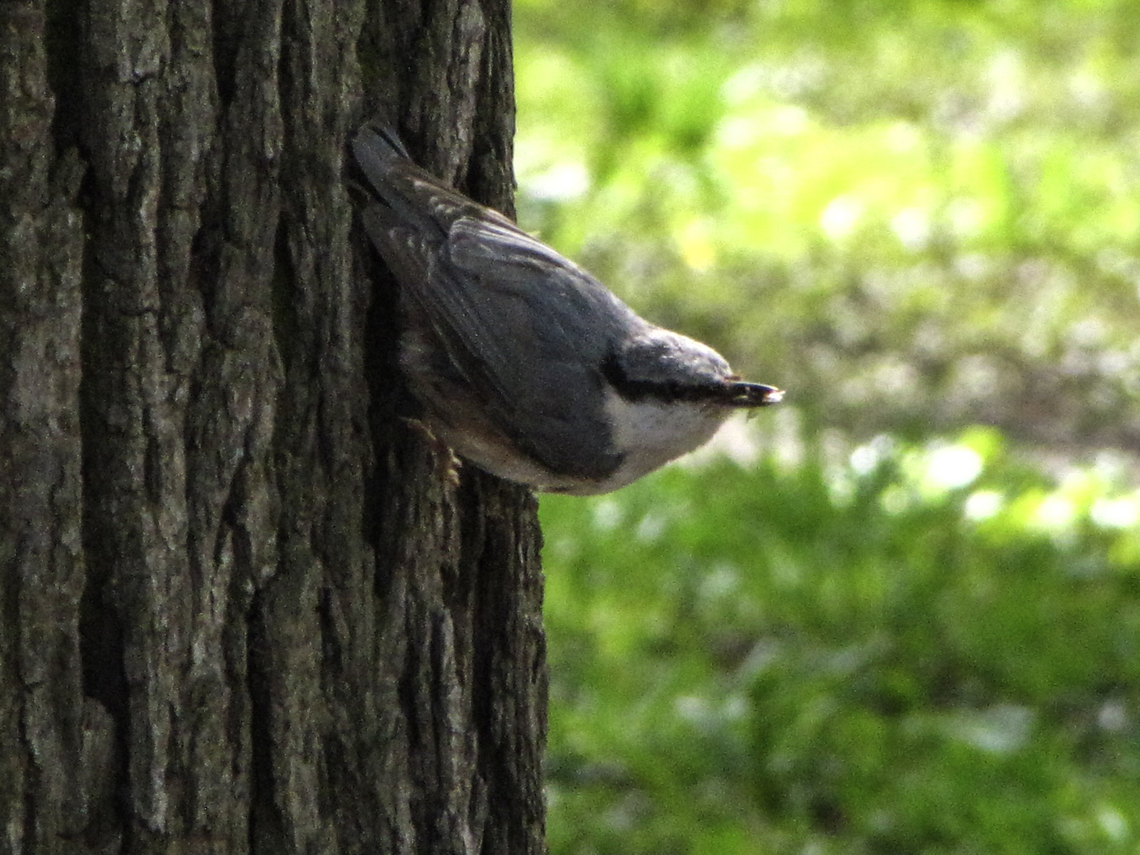 I did catch him! - My, Birds, The photo, My, Longpost