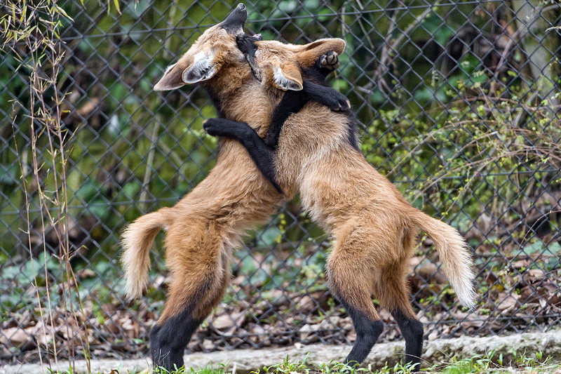 Aguarachai - My, Interesting, Animals, Informative, Maned Wolf, Longpost