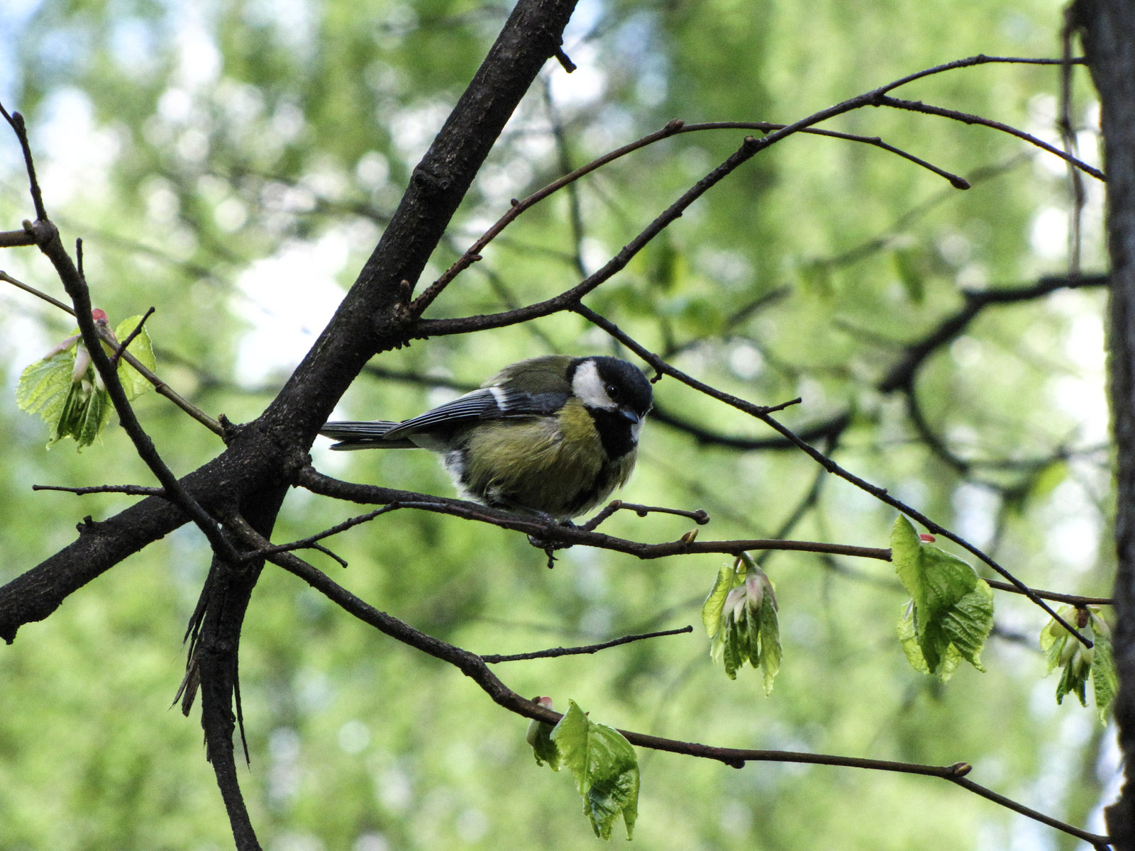 I did catch him! - My, Birds, The photo, My, Longpost