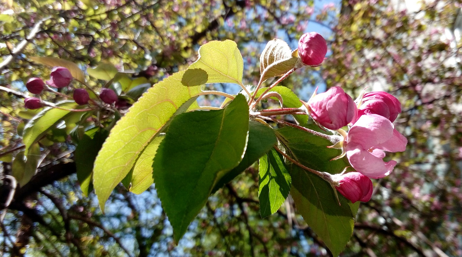 Gardens are blooming - My, Bloom, 