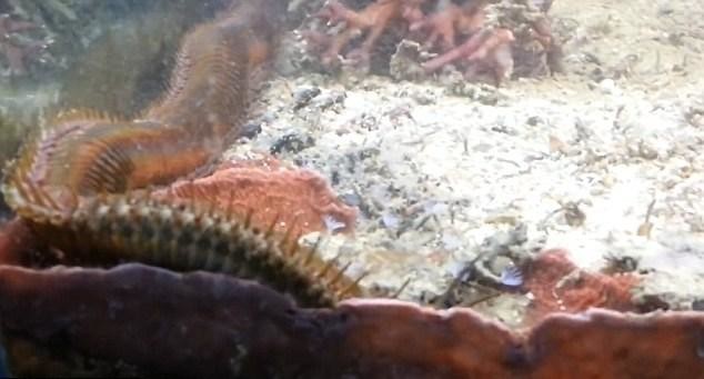 Here's what a man found in an aquarium that hadn't been cleaned in two years. - Worm, Horror, The photo, Longpost, Aquarium