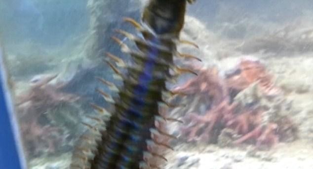 Here's what a man found in an aquarium that hadn't been cleaned in two years. - Worm, Horror, The photo, Longpost, Aquarium