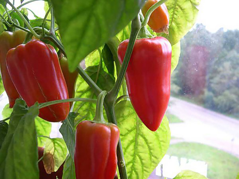 Sweet varieties of red pepper - My, Cooking, Spices, Food, , Paprika, Longpost, Paprika (spice)