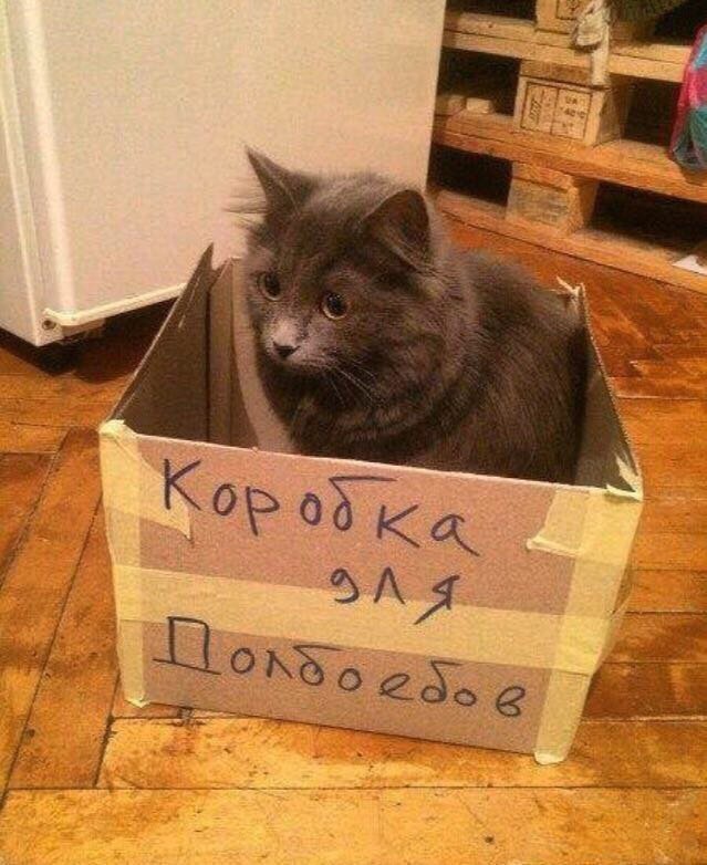 When you want to give your cat a box, but lately he has been pissing you off - cat, Box, Box and cat