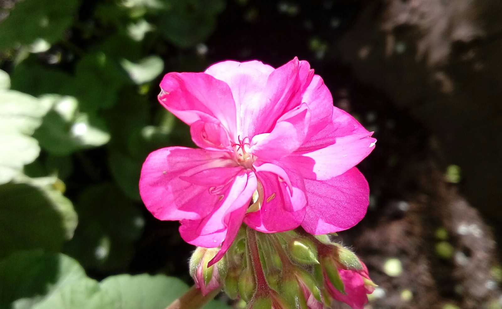 The Scarlet Flower - My, , Flowers