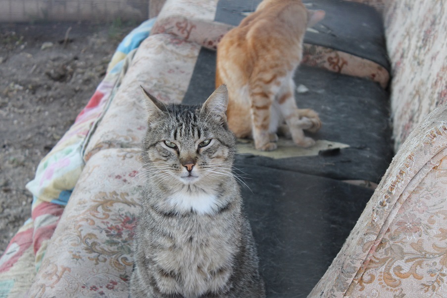 Мой личный Котоленд 76 - Моё, Кот, Приют, Липецк, Доброта, Помощь, Котоленд, Длиннопост, Приют Котоленд