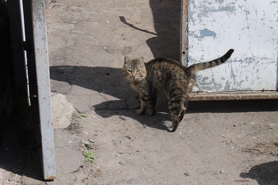 Мой личный Котоленд 76 - Моё, Кот, Приют, Липецк, Доброта, Помощь, Котоленд, Длиннопост, Приют Котоленд