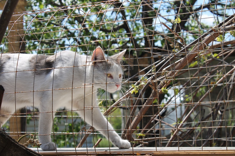 Мой личный Котоленд 76 - Моё, Кот, Приют, Липецк, Доброта, Помощь, Котоленд, Длиннопост, Приют Котоленд