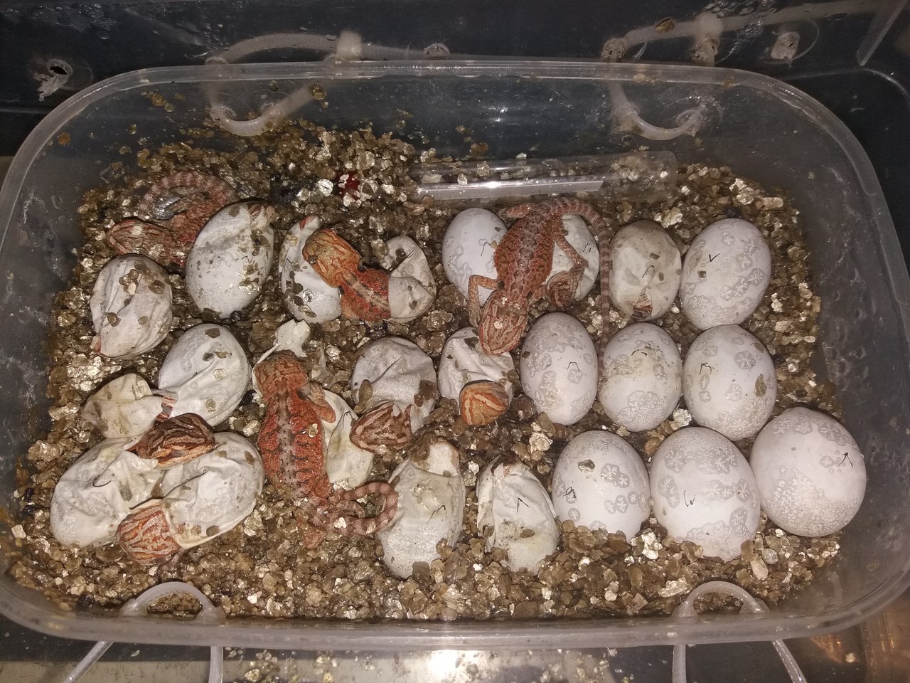 Agam hatching. - My, Bearded dragon, Lizard, Breeding, Terrariumistics, Longpost