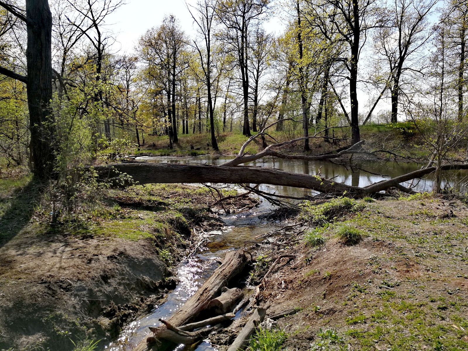 The weather today pleased me, I took a bicycle and rushed into the forest. - Longpost, Nature, The photo, cat, Horses, Forest, Huawei mate 9, Dzerzhinsk