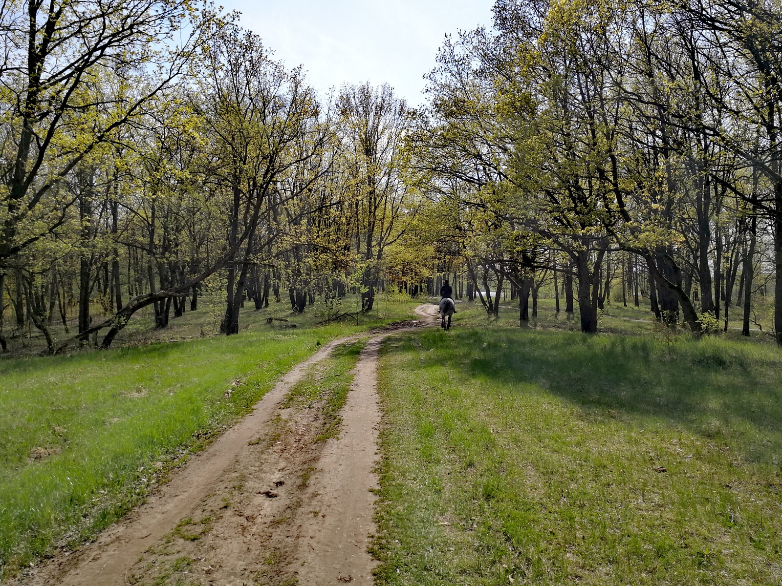 The weather today pleased me, I took a bicycle and rushed into the forest. - Longpost, Nature, The photo, cat, Horses, Forest, Huawei mate 9, Dzerzhinsk