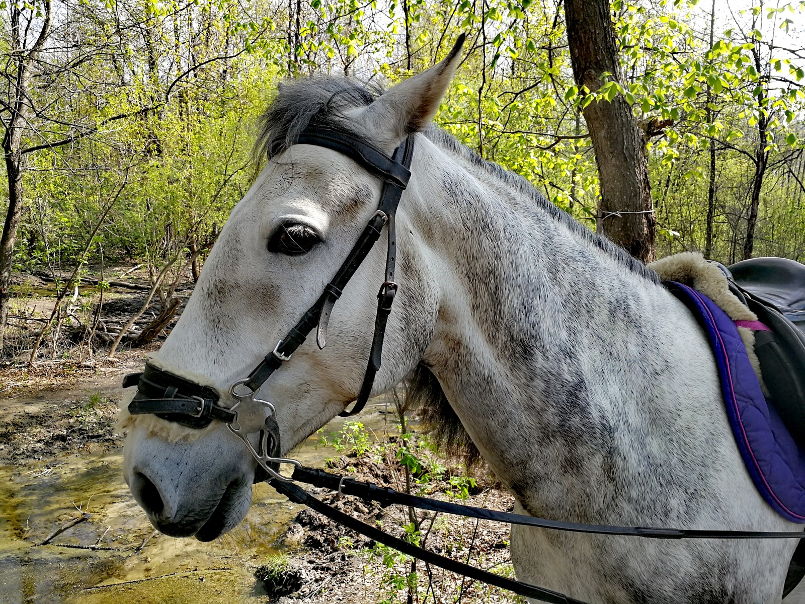 The weather today pleased me, I took a bicycle and rushed into the forest. - Longpost, Nature, The photo, cat, Horses, Forest, Huawei mate 9, Dzerzhinsk