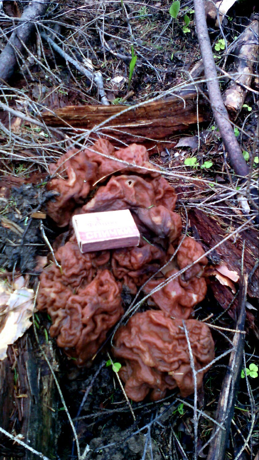 Morel XXL. - My, Longpost, Forest, Mushrooms, The photo