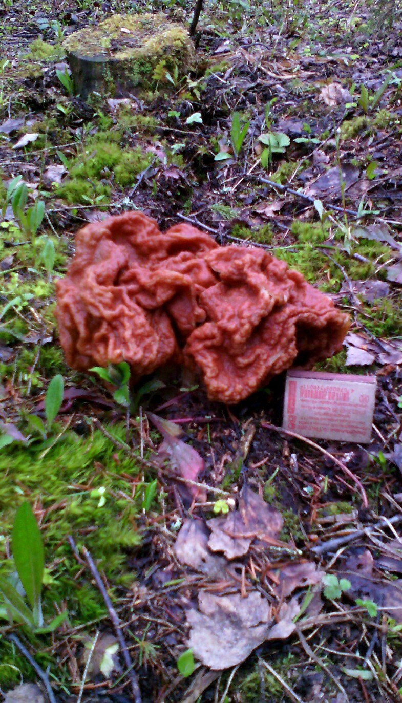 Morel XXL. - My, Longpost, Forest, Mushrooms, The photo