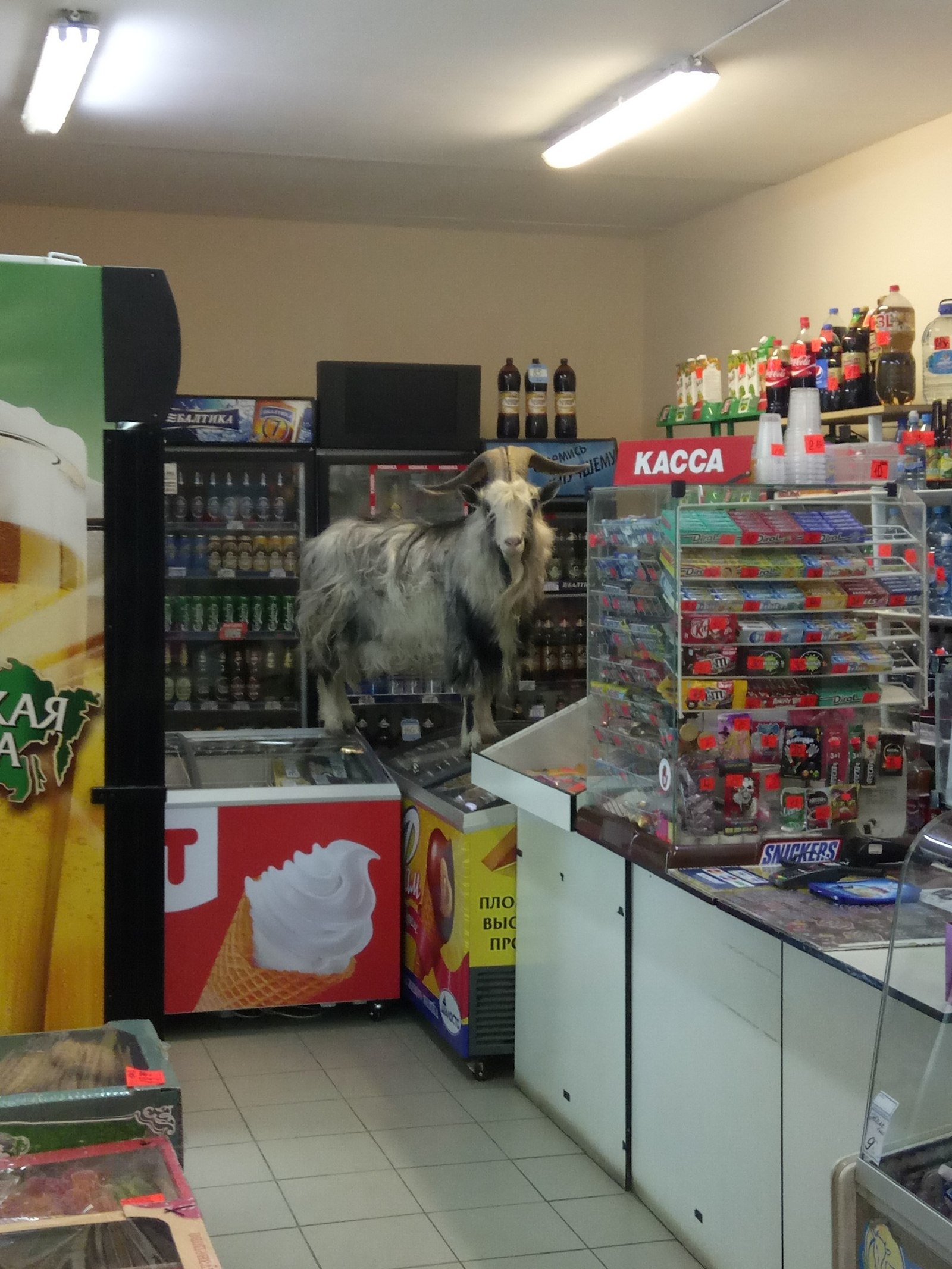 Once in a Vologda store - Goat, Vologda