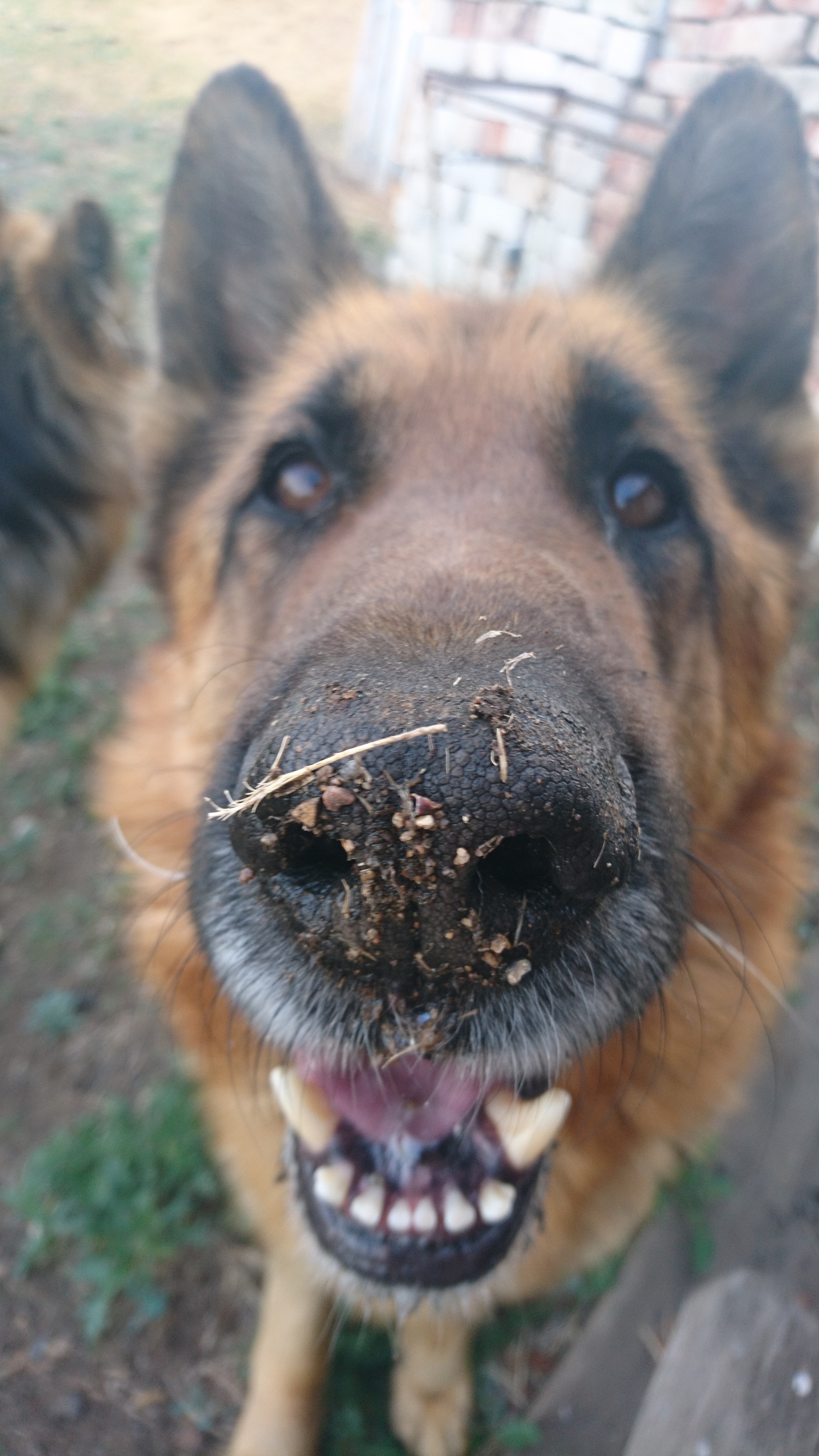 All cats, here's a dog for you) - My, Dog, Friend of human