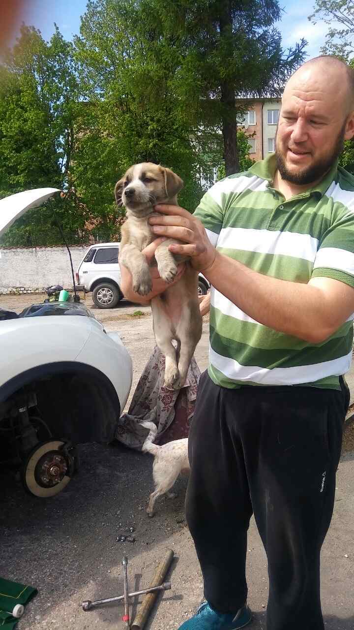 The day is not in vain) - My, Puppies, Hood, Nissan juke, Dog