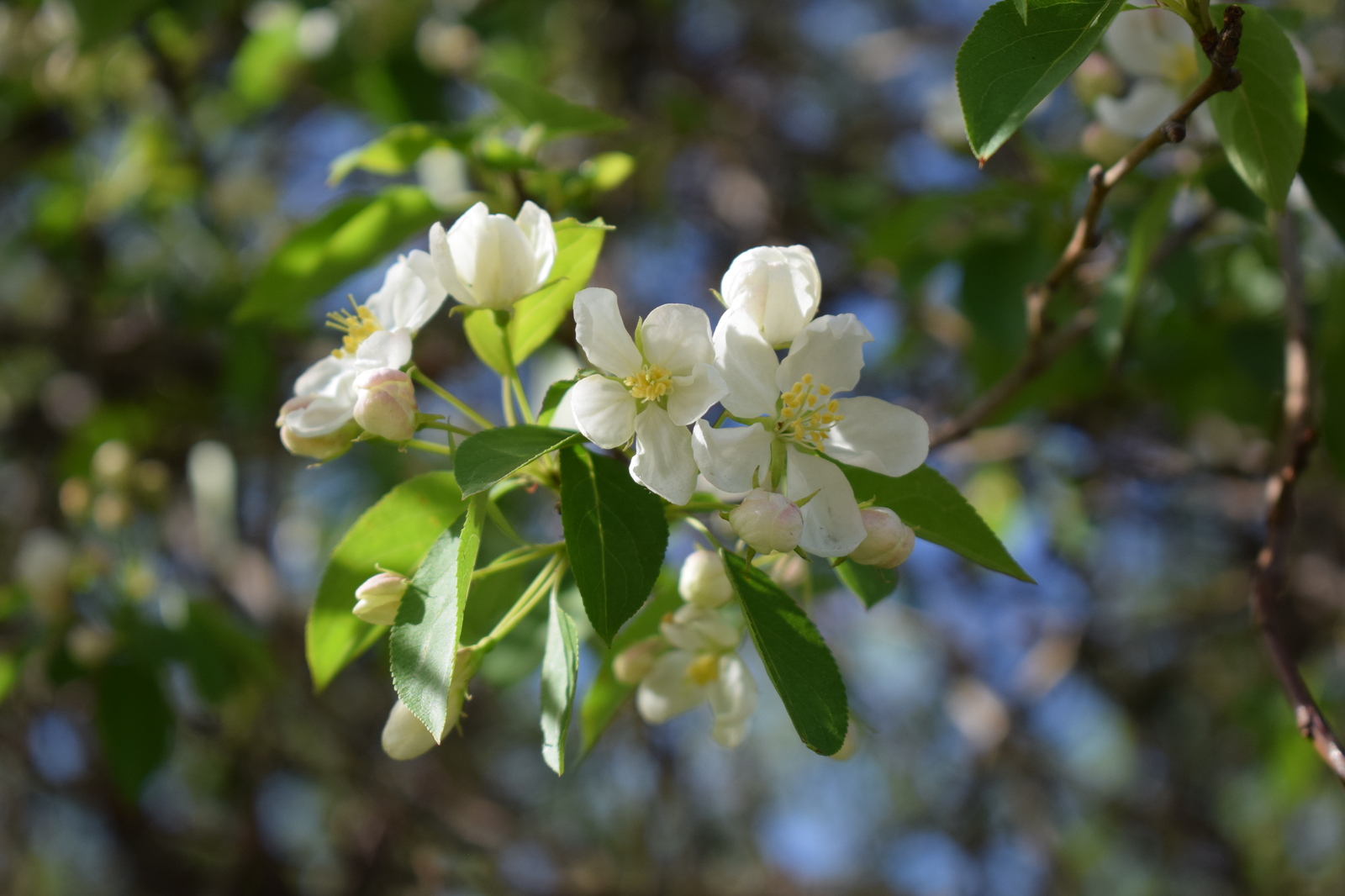 Spring - My, Spring, Bloom, The photo, Barnaul, Longpost, My, Nikon