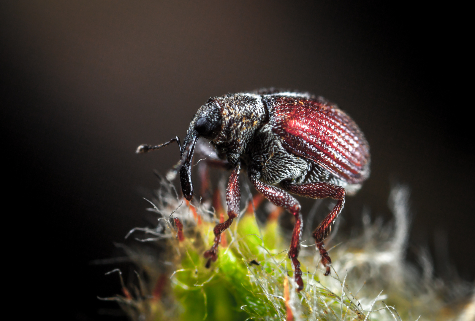 Macro hunting #96 - My, Macro, Жуки, ladybug, Bedbugs, Canon 5DM2, , Longpost, Macro photography