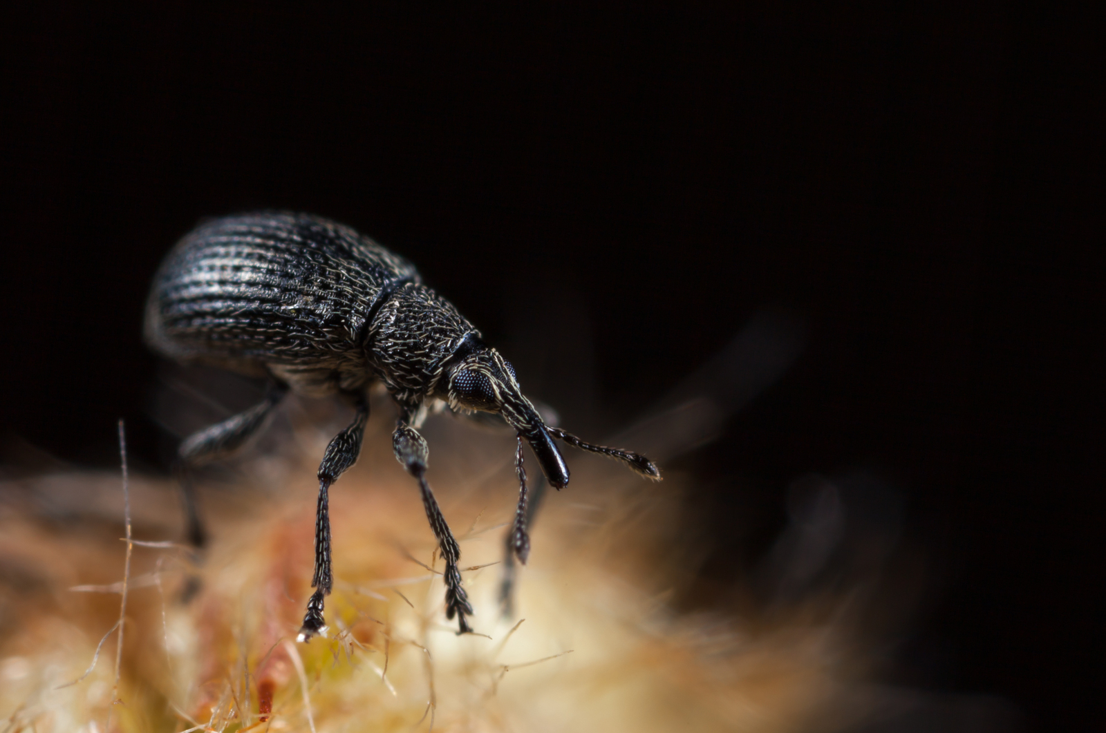 Macro hunting #96 - My, Macro, Жуки, ladybug, Bedbugs, Canon 5DM2, , Longpost, Macro photography