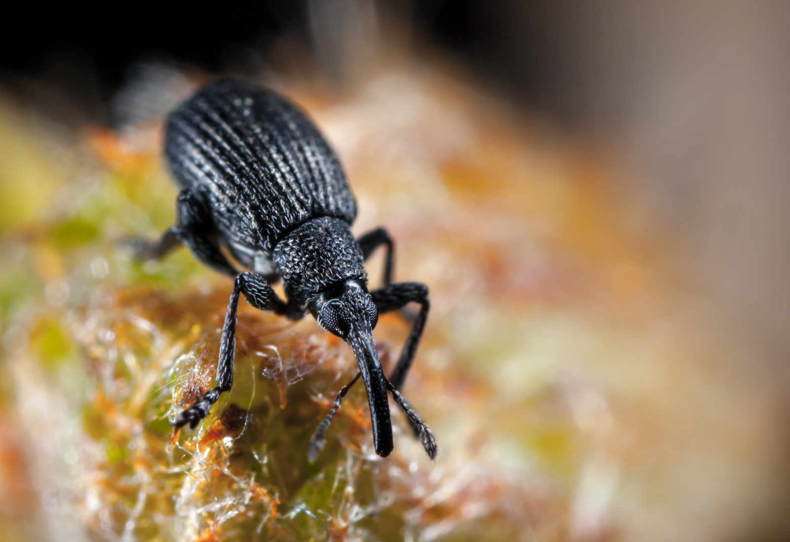 Macro hunting #96 - My, Macro, Жуки, ladybug, Bedbugs, Canon 5DM2, , Longpost, Macro photography